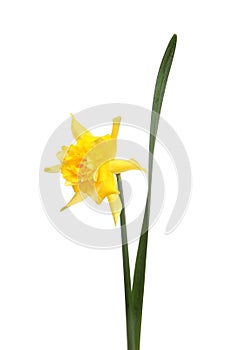 Frilly Daffodil flower photo