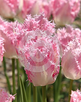 Frilly Edged Pink Tulips in Sunshine