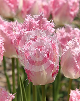 Frilly Edged Pink Tulips in Sunshine photo