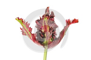 Frilly tulip flower photo