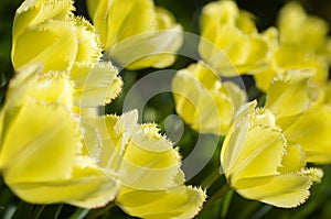 Frilly Tulips photo