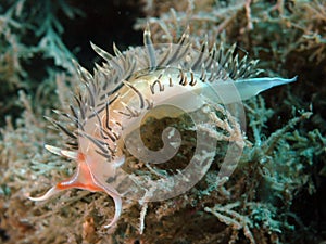 Fringe Back Nudibranch