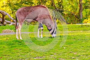 Fringe-eared Oryx