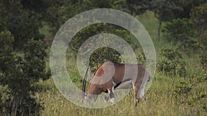 A Fringe- Eared Oryx Eating Fresh Green Grass In Kenya Wildlife - Wide