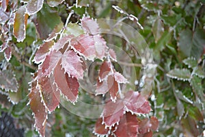 Fringe of frost on Oregon Grape leaves close up