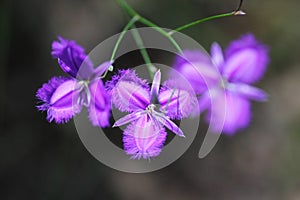 Fringe Lilies ultraviolet bloom in park, blurred background