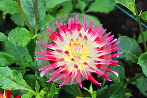 Fringe Star in the Butchart Garden Vancouver Island