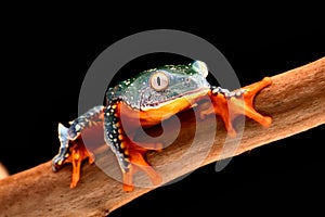 Fringe tree frog photo