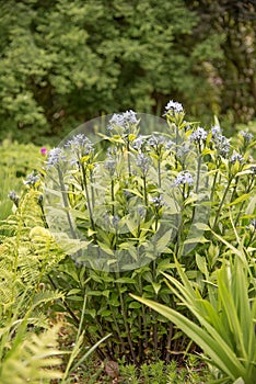 Fringed bluestar, Amsonia ciliata, flowering plants in garden