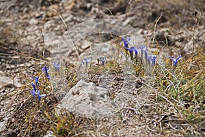 Fringed gentian photo