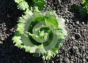 Fringed iceberg lettuce, Lactuca sativa photo