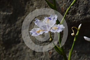 Fringed iris