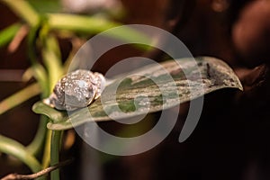 Fringed leaf frog