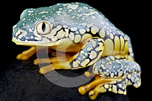 Fringed leaf frog Cruziohyla craspedopus