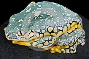 Fringed leaf frog Cruziohyla craspedopus