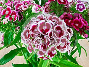 Fringed purple white Sweet William or Carnation flowers