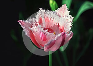 Fringed Red Tulip Closeup