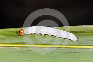 Fringed Redeye Matapa cresta caterpillar