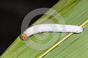 Fringed Redeye Matapa cresta caterpillar photo