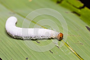 Fringed Redeye Matapa cresta caterpillar photo