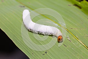 Fringed Redeye Matapa cresta caterpillar photo