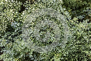 Fringed rue plant photo