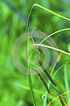 Fringed Sedge    50012