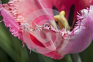 Fringed Tulip flower