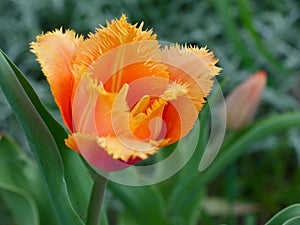 Fringed tulip 'Lambada'