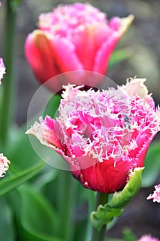 Fringed Tulip Mascotte has lush, double, fuchsia-pink flowers. photo