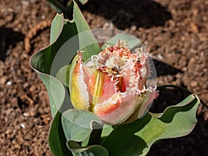 Fringed tulip \'Queensland\' blooming with reddish-pink ruffled flowers with finely incised white edges atop