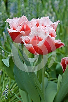 Fringed Tulip - Tulipa Canasta photo
