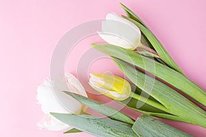 Fringed tulip, white and yellow tulips on a pink background.
