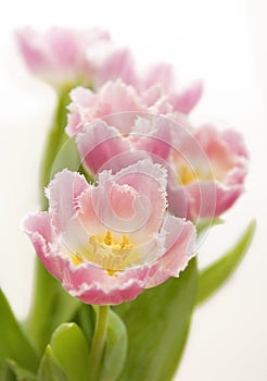 Fringed tulips