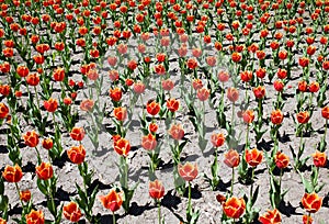 Fringed tulips photo