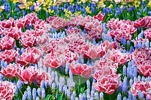 Fringed Tulips Flowerbed