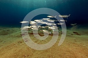 Fringelip mullet in the tropical waters of the Red Sea.