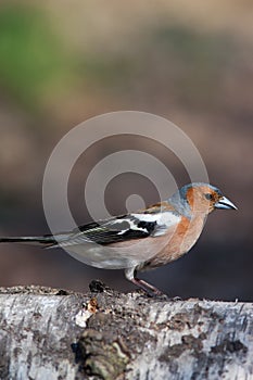 Fringilla coelebs, Chaffinch