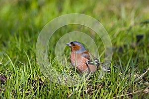 Fringilla coelebs, Chaffinch