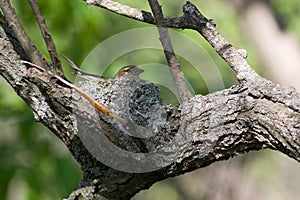 Fringilla coelebs, Chaffinch