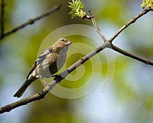 Fringilla coelebs, Chaffinch