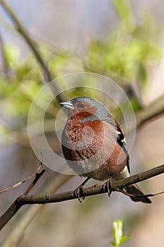 Fringilla coelebs, Chaffinch