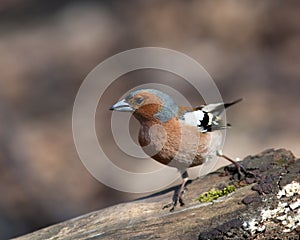 Fringilla coelebs, Chaffinch