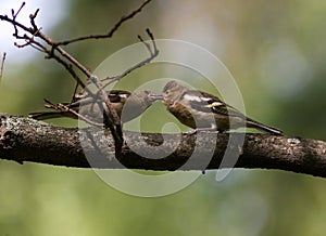 Fringilla coelebs, Chaffinch