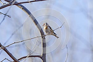 (Fringilla coelebs) sitting