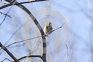 (Fringilla coelebs) sitting