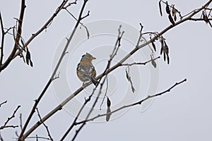 (Fringilla coelebs) sitting