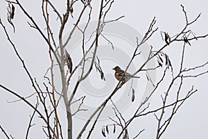 (Fringilla coelebs) sitting