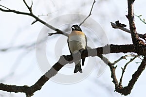 Fringilla montifringilla. Male Brambling on the Yamal Penin