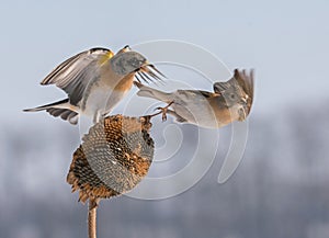 Fringilla montifringilla